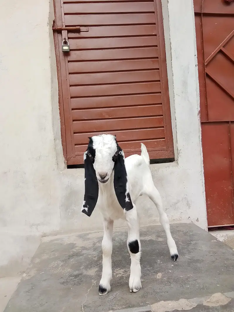 bakri Ka bacha ablak Bakra 1.5 say 2 month Ka bacha hai dhod pita — photo 2