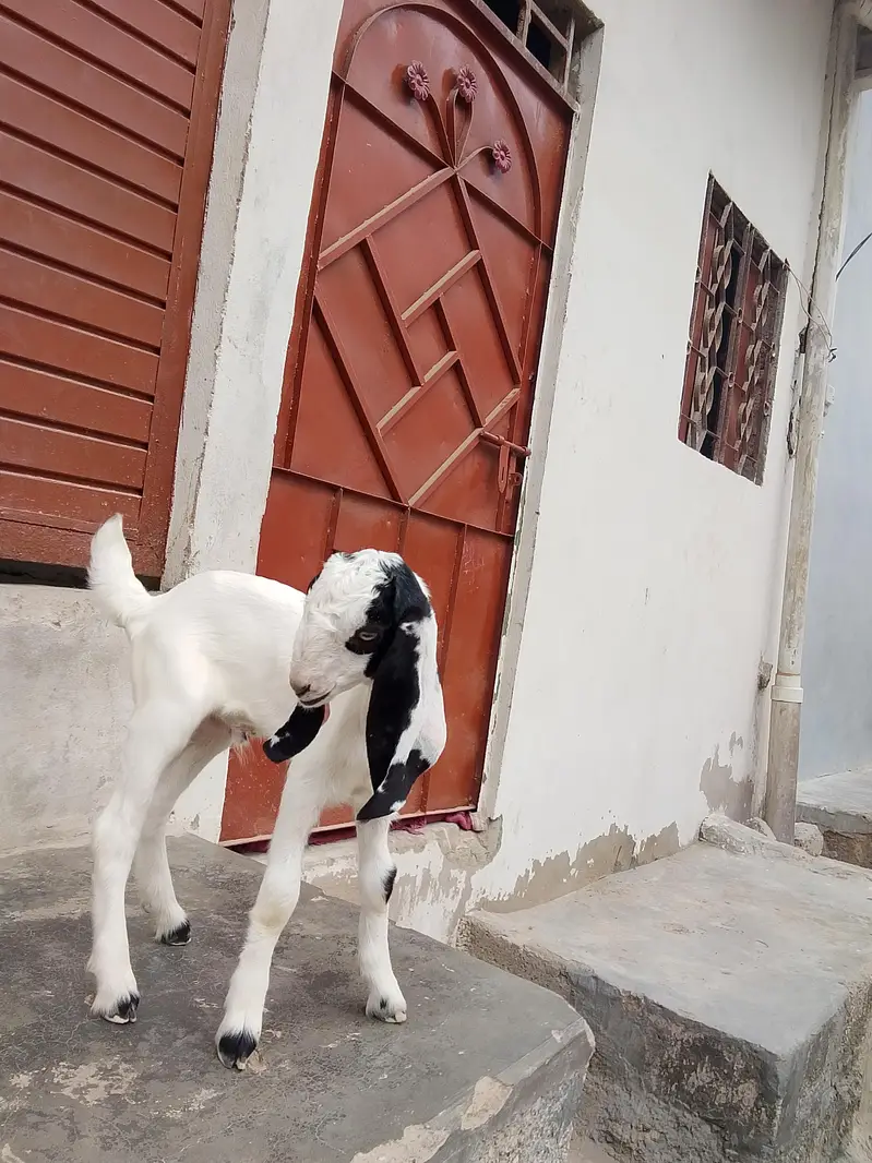 bakri Ka bacha ablak Bakra 1.5 say 2 month Ka bacha hai dhod pita — photo 3