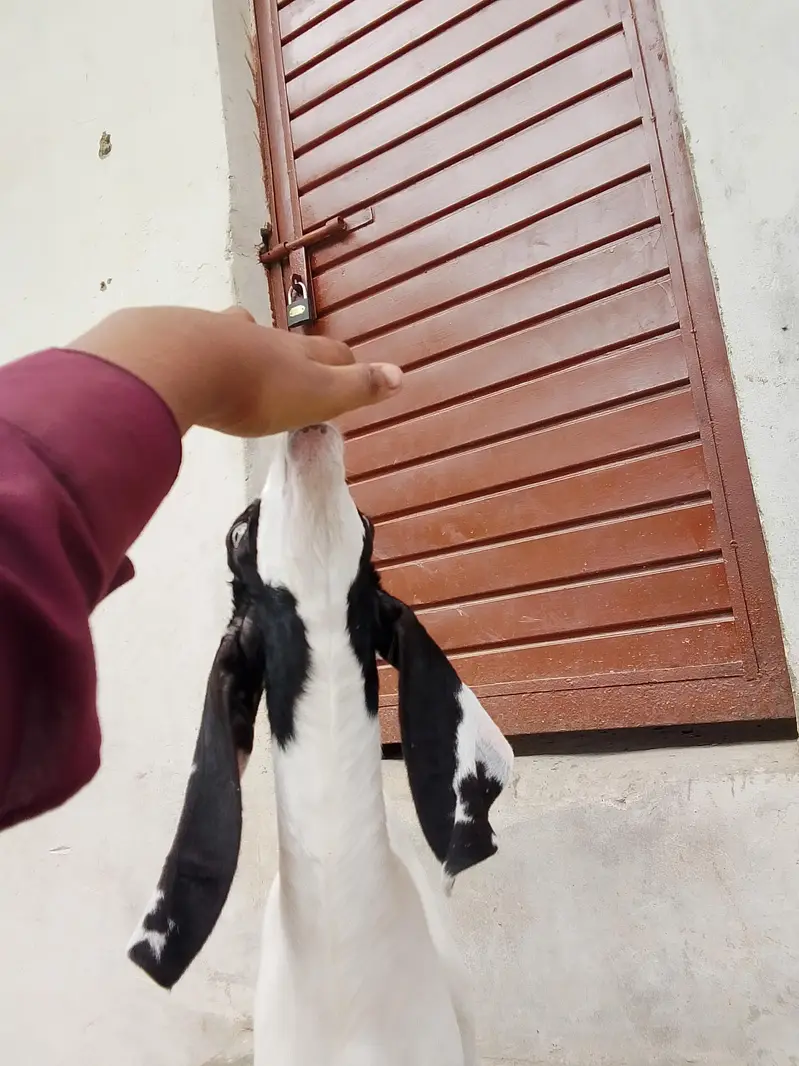 bakri Ka bacha ablak Bakra 1.5 say 2 month Ka bacha hai dhod pita — photo 4
