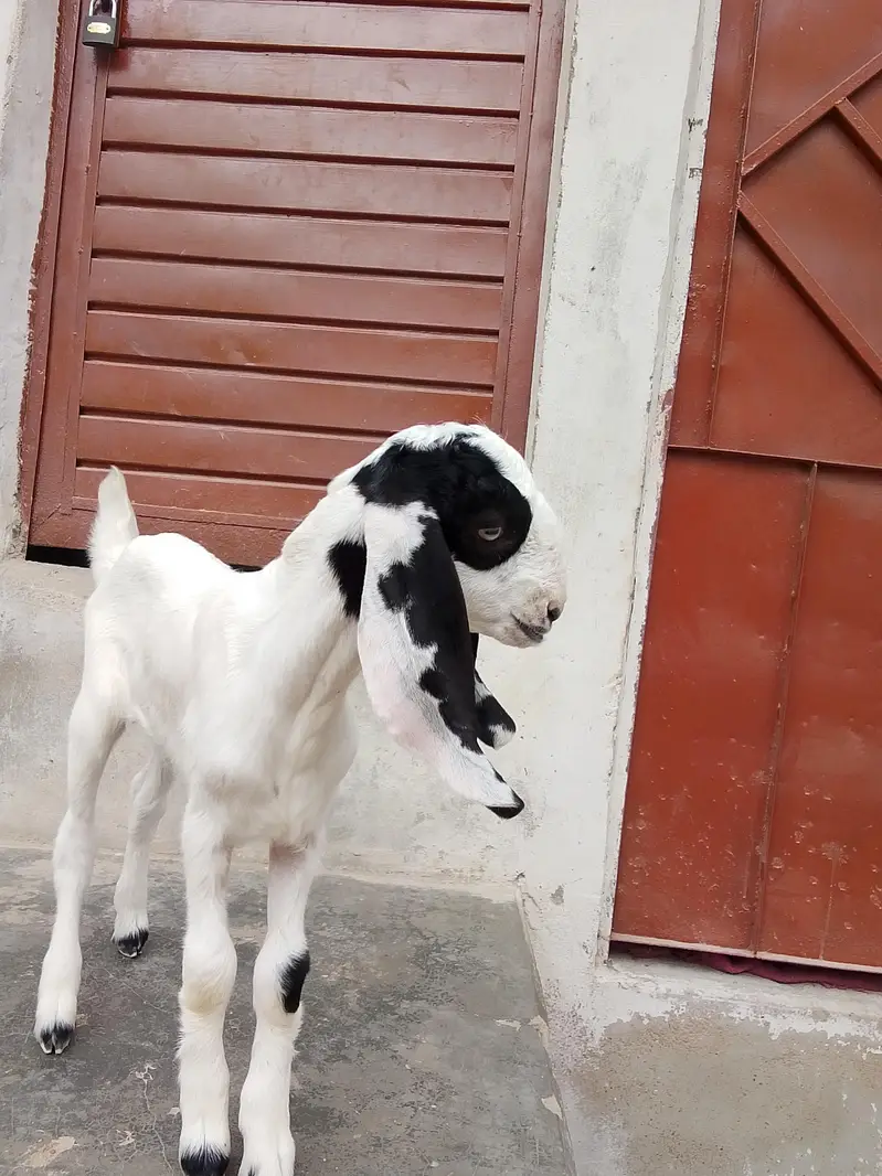 bakri Ka bacha ablak Bakra 1.5 say 2 month Ka bacha hai dhod pita — photo 5
