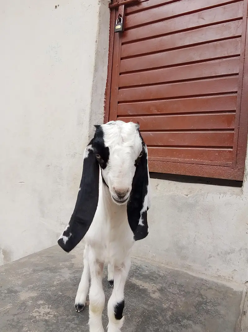 bakri Ka bacha ablak Bakra 1.5 say 2 month Ka bacha hai dhod pita — photo 6