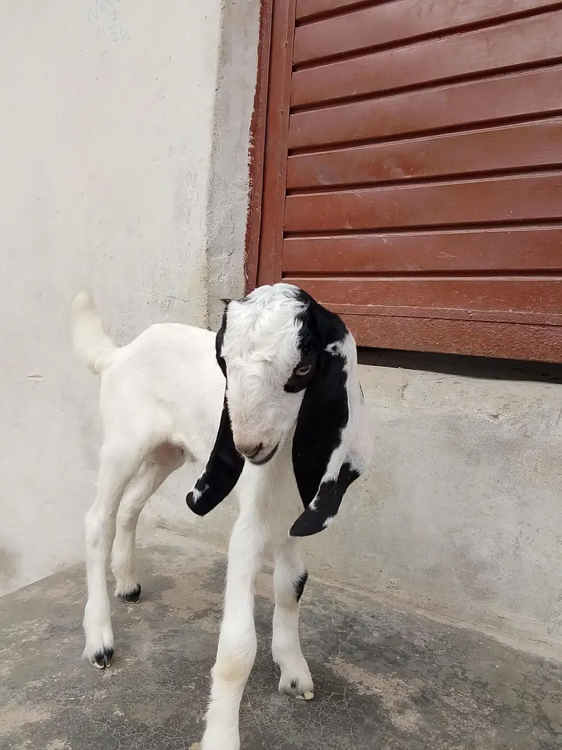 bakri Ka bacha ablak Bakra 1.5 say 2 month Ka bacha hai dhod pita — photo 7