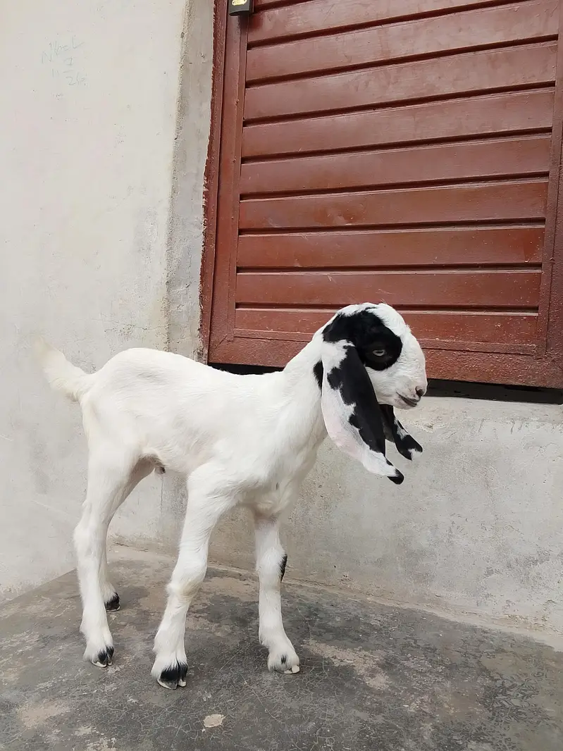 bakri Ka bacha ablak Bakra 1.5 say 2 month Ka bacha hai dhod pita — photo 8