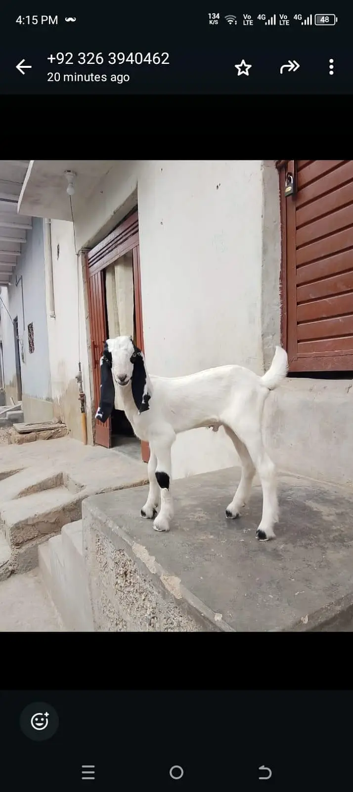 bakri Ka bacha ablak Bakra 1.5 say 2 month Ka bacha hai dhod pita — photo 9