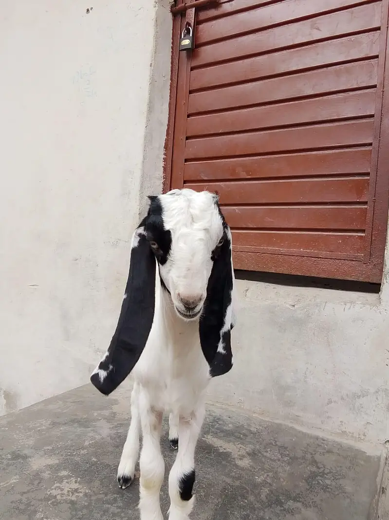 bakri Ka bacha ablak Bakra 1.5 say 2 month Ka bacha hai dhod pita — photo 10