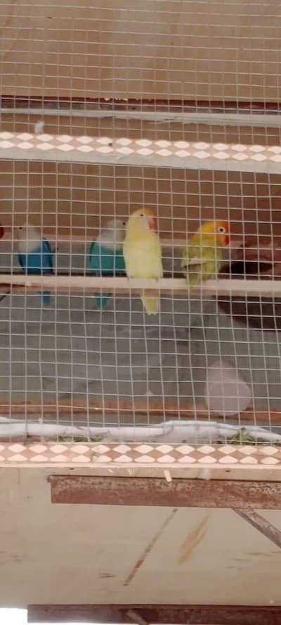 lovebirds breeder parirs