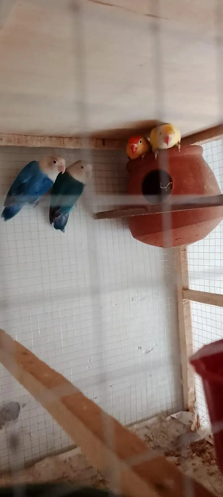 lovebirds breeder parirs — photo 2