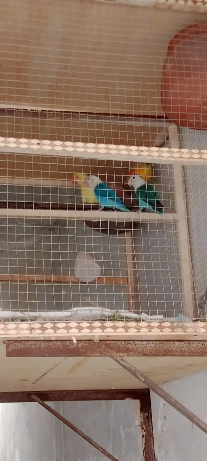 lovebirds breeder parirs — photo 3