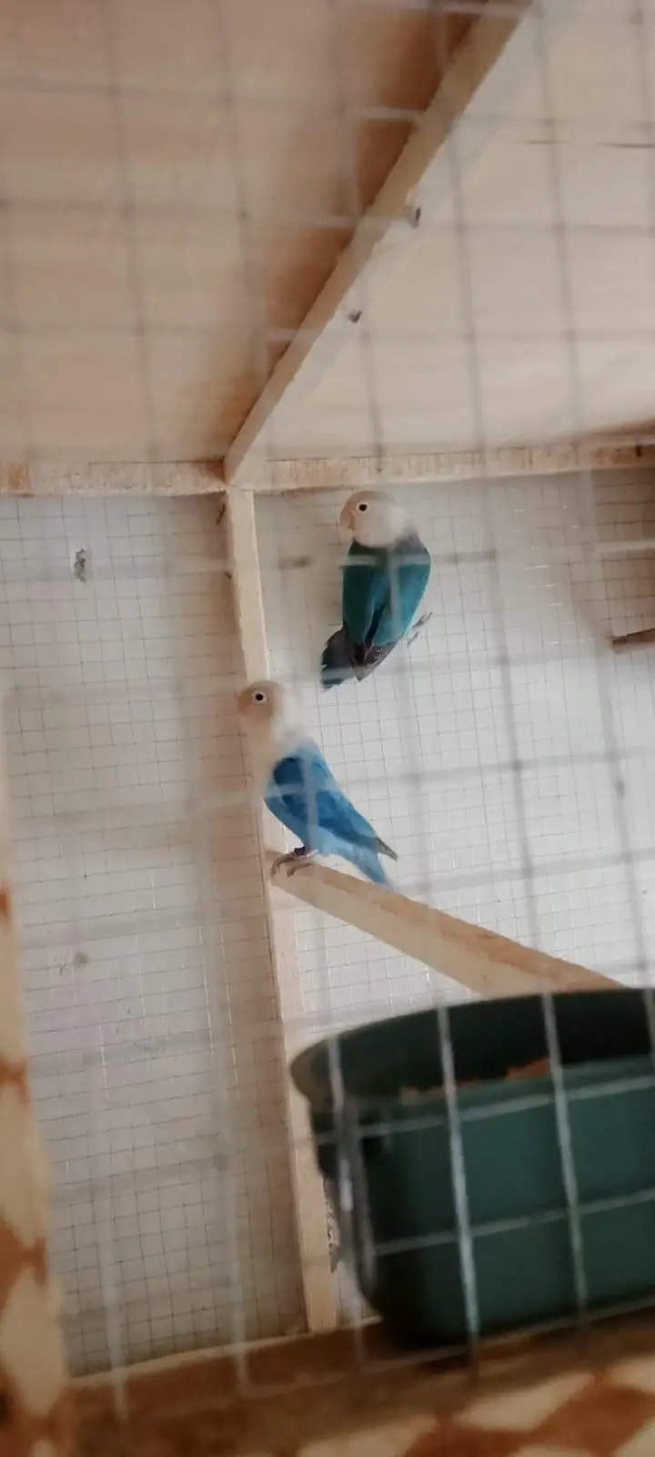 lovebirds breeder parirs — photo 4