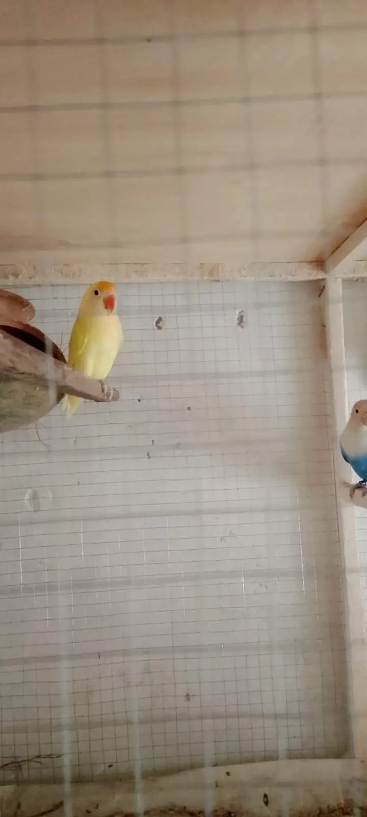 lovebirds breeder parirs — photo 5