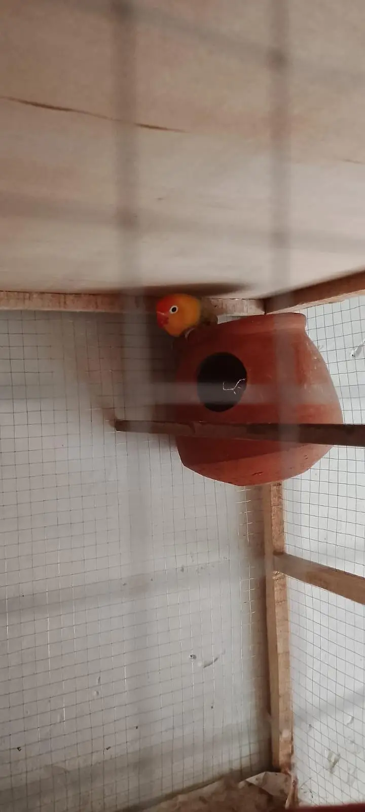 lovebirds breeder parirs — photo 6
