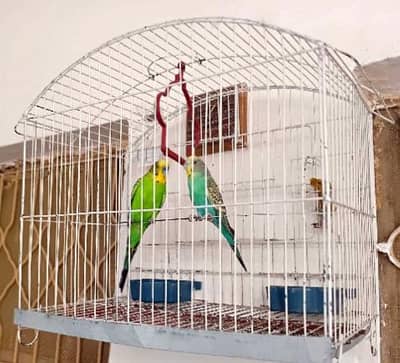 bujre Australian yellow and green mix colour pair breeder with cage