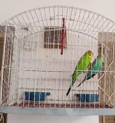 bujre Australian yellow and green mix colour pair breeder with cage — photo 2