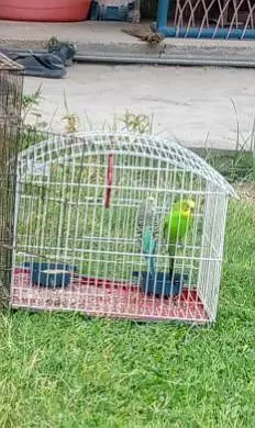 bujre Australian yellow and green mix colour pair breeder with cage — photo 3