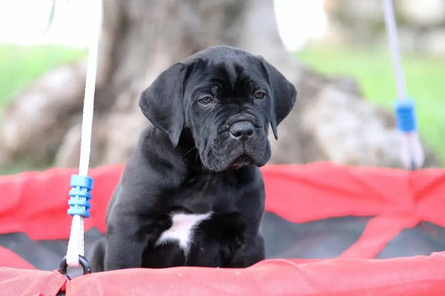 IMPORTED BRITISH LABRADOR PUPPIES AVAILABLE FOR IMPORT