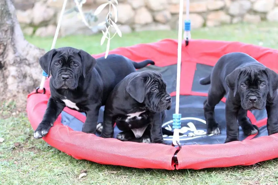 IMPORTED BRITISH LABRADOR PUPPIES AVAILABLE FOR IMPORT — photo 2