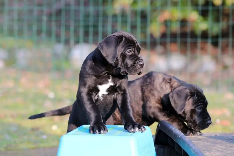 IMPORTED BRITISH LABRADOR PUPPIES AVAILABLE FOR IMPORT — photo 3