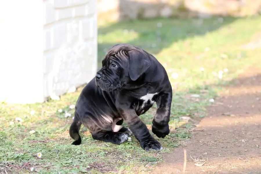 IMPORTED BRITISH LABRADOR PUPPIES AVAILABLE FOR IMPORT — photo 4