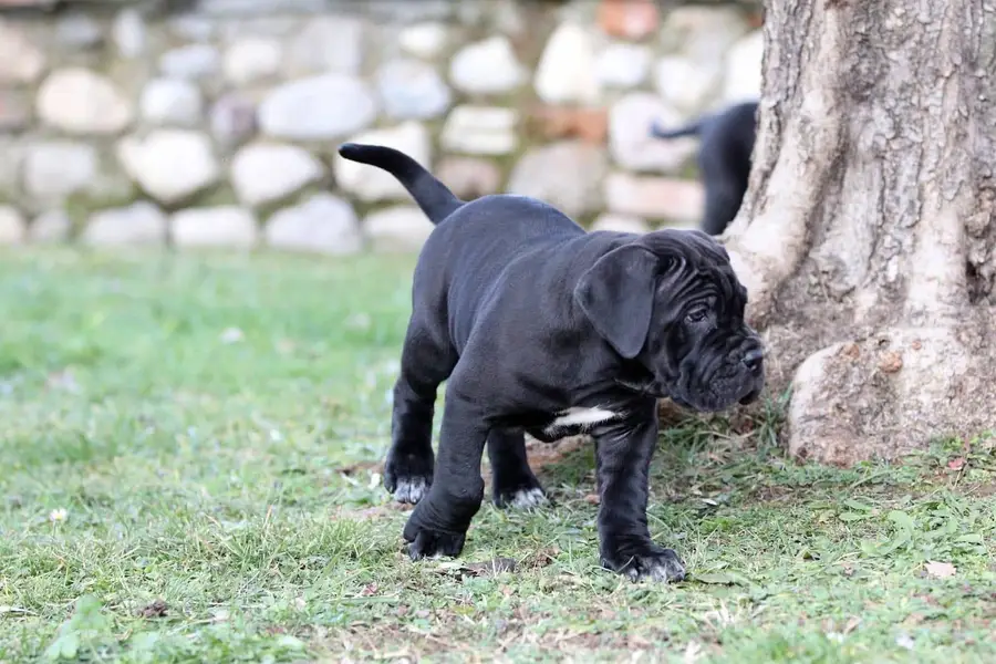 IMPORTED BRITISH LABRADOR PUPPIES AVAILABLE FOR IMPORT — photo 5