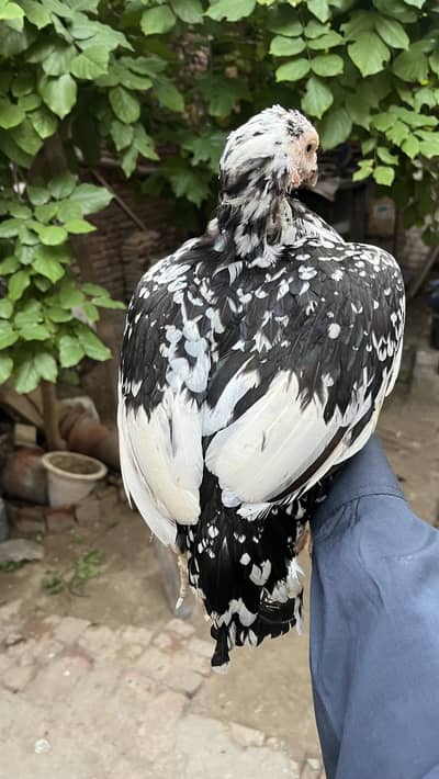High quality Aseel murghi for Sale