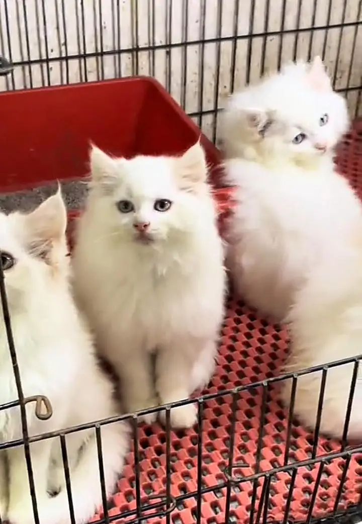 Persian kitten for sale my WhatsApp . 03444548868 — photo 3