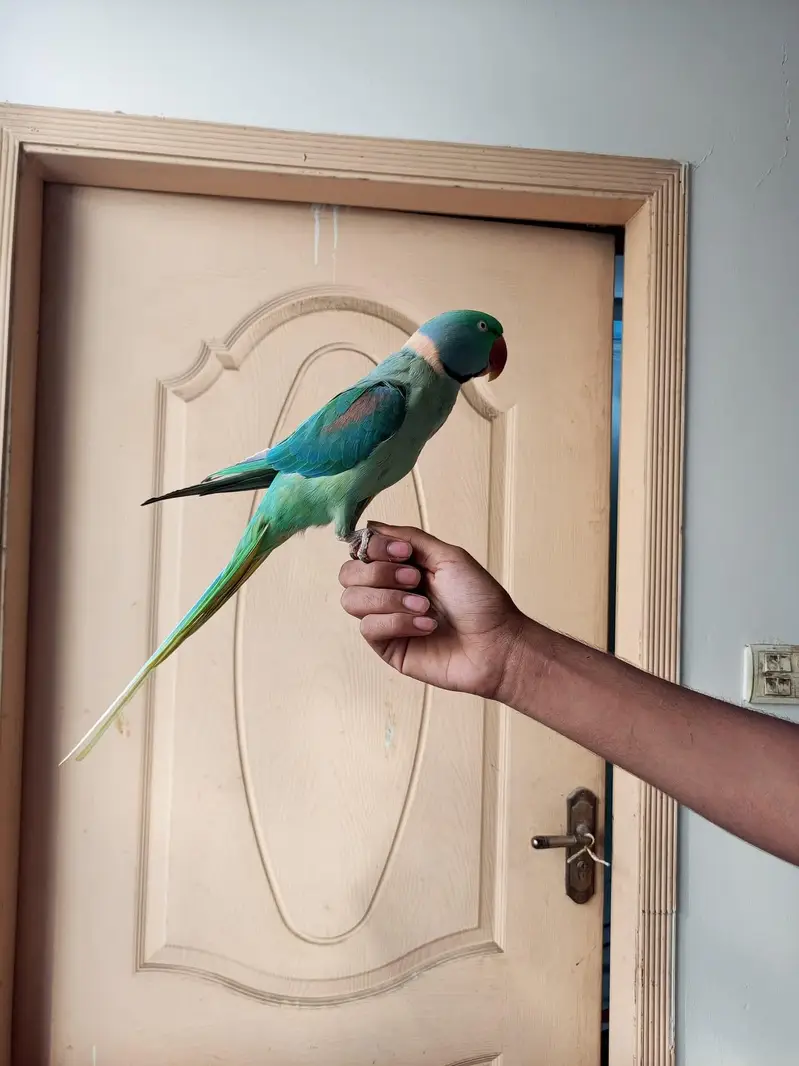 raw parrot male — photo 3