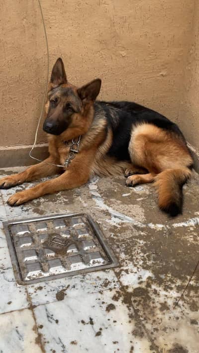 German shepherded female for sale resonable price