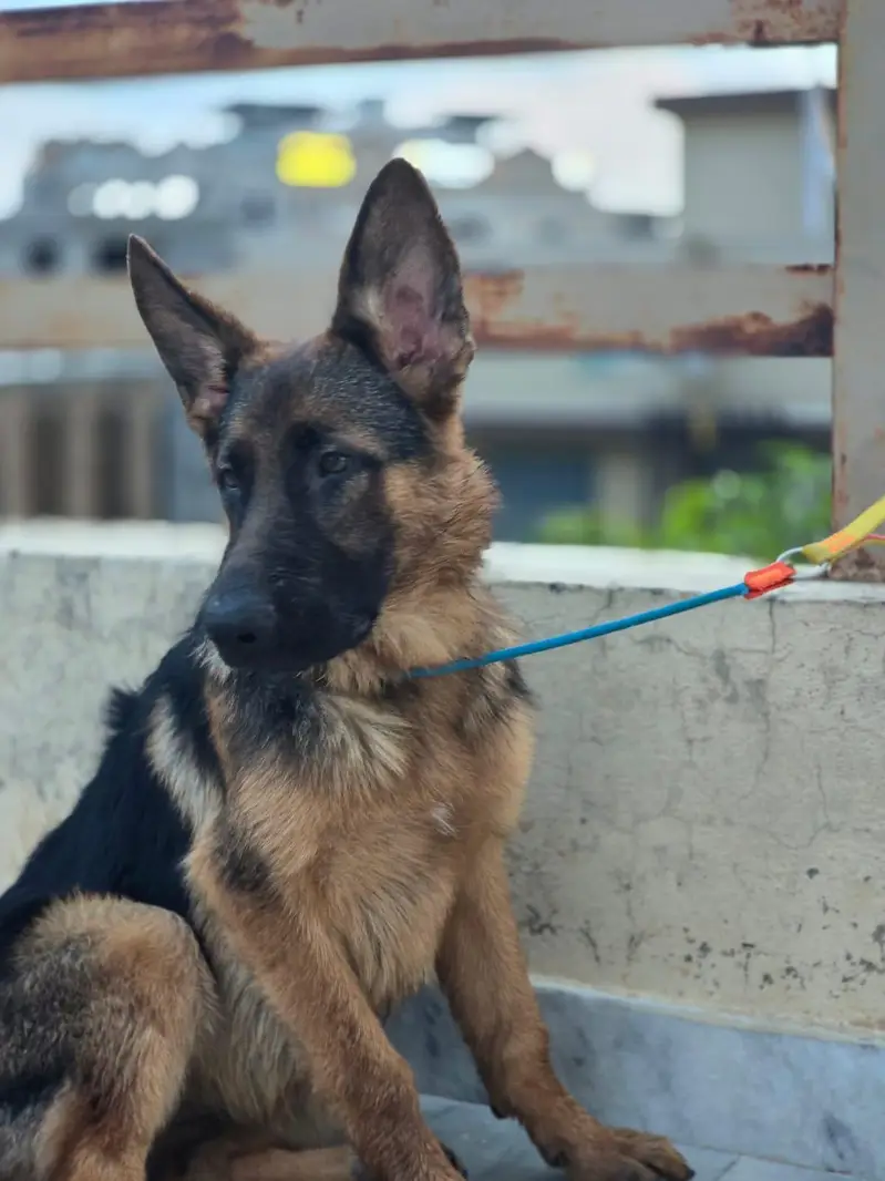 German shepherded female for sale resonable price — photo 2