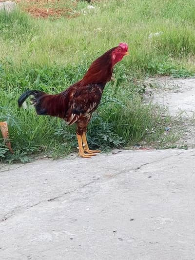 pure Desi Murga Aur Murgi