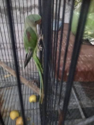 raw parrot chicks 3 mother age 03069760149