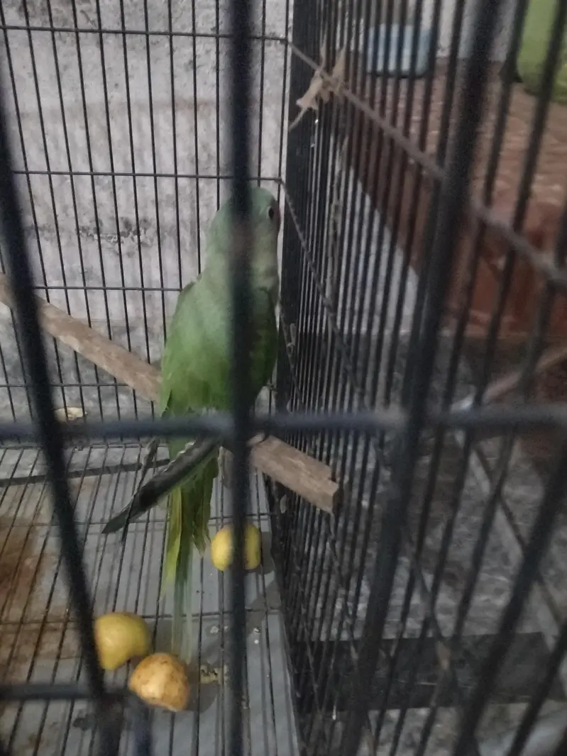 raw parrot chicks 3 mother age 03069760149 — photo 2