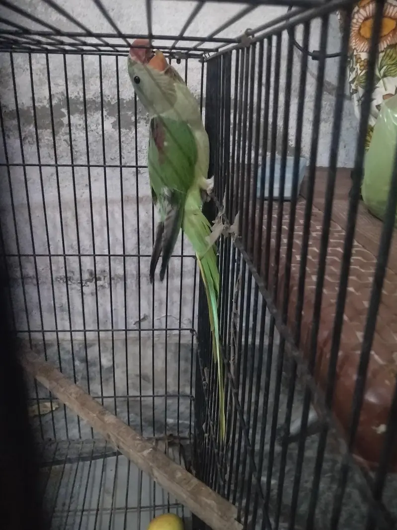 raw parrot chicks 3 mother age 03069760149 — photo 3