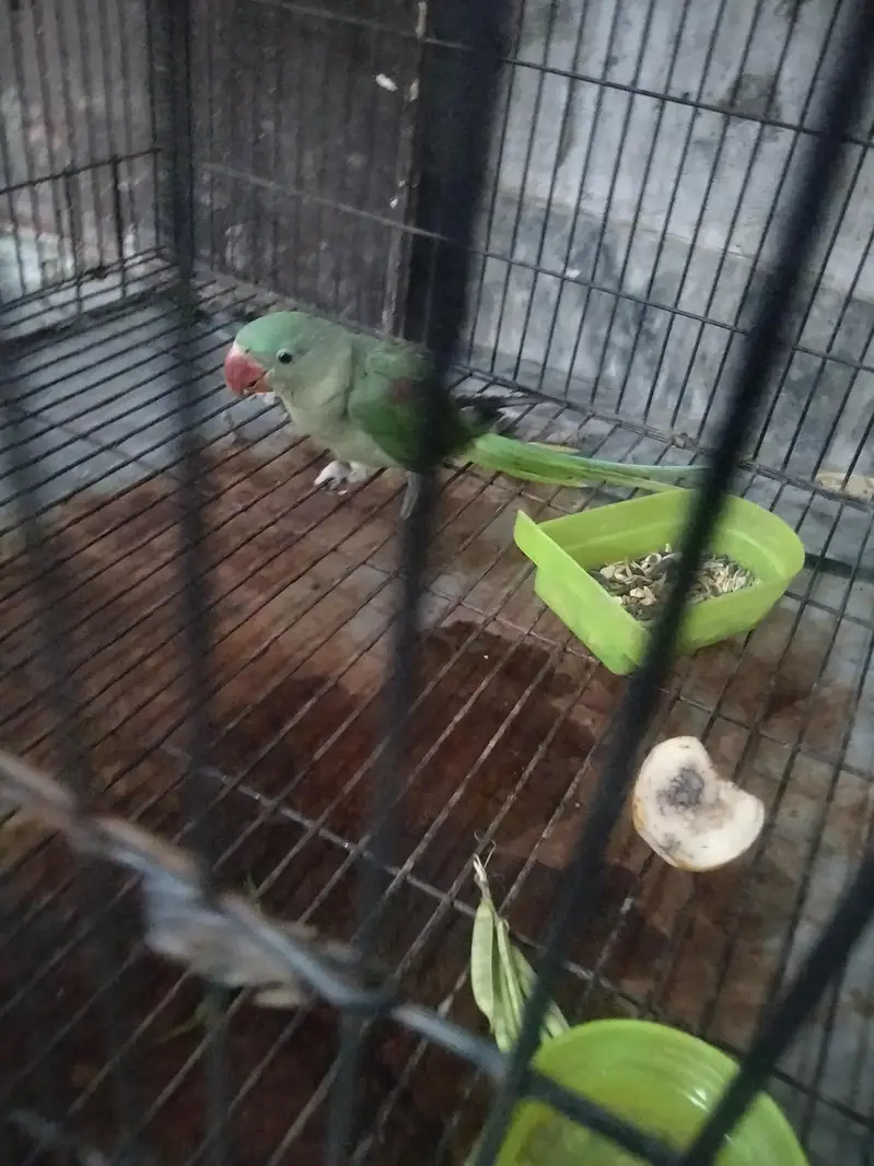 raw parrot chicks 3 mother age 03069760149 — photo 4