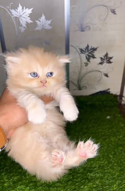 Persian kitten for sale my WhatsApp . 03444548868