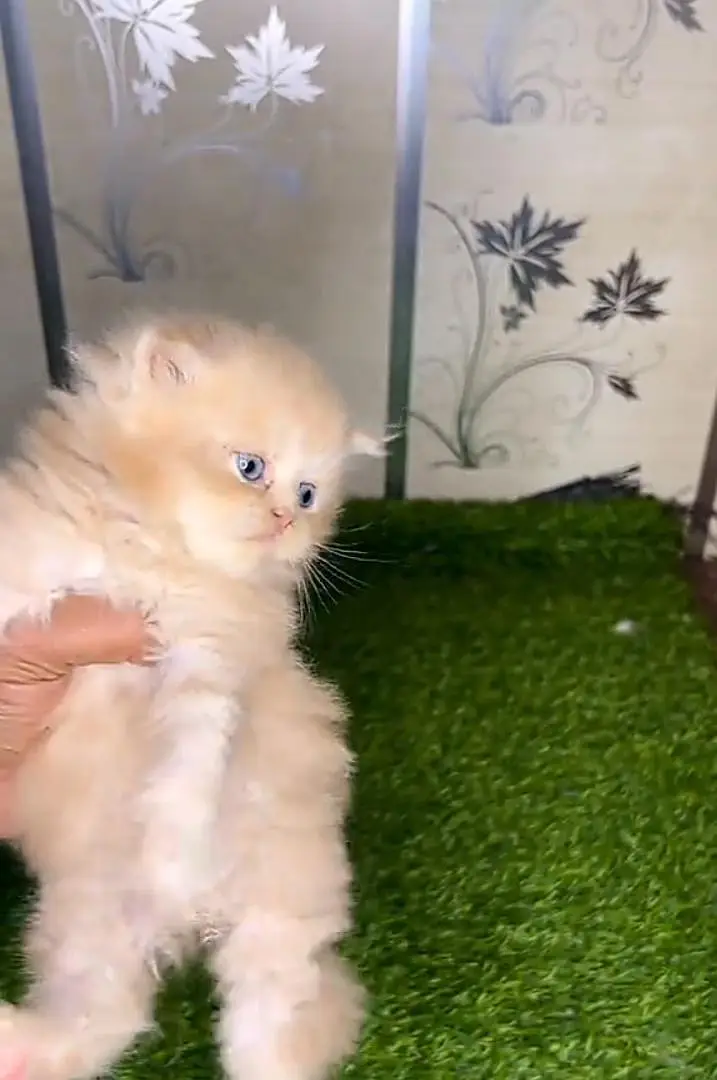 Persian kitten for sale my WhatsApp . 03444548868 — photo 3