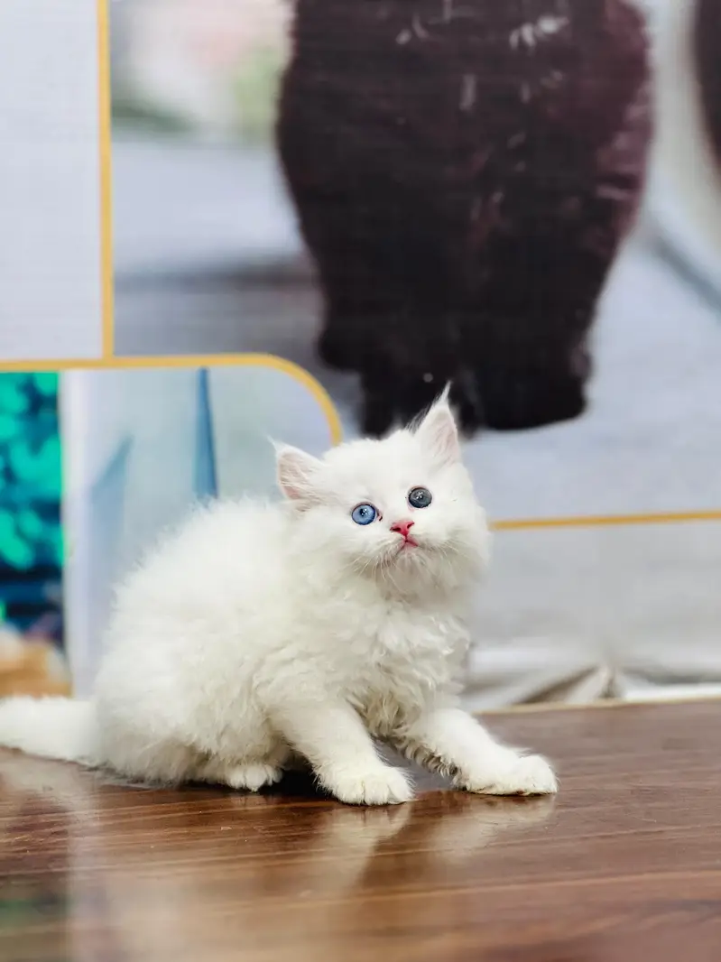 cash on delivery Persian Cats & Kittens Available — Healthy & Playful — photo 4