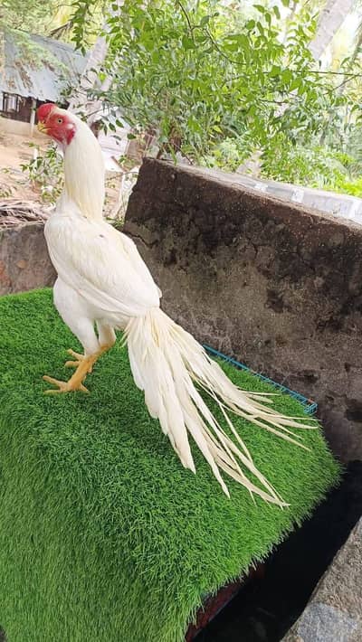 Indain Parrot Beak Male Available