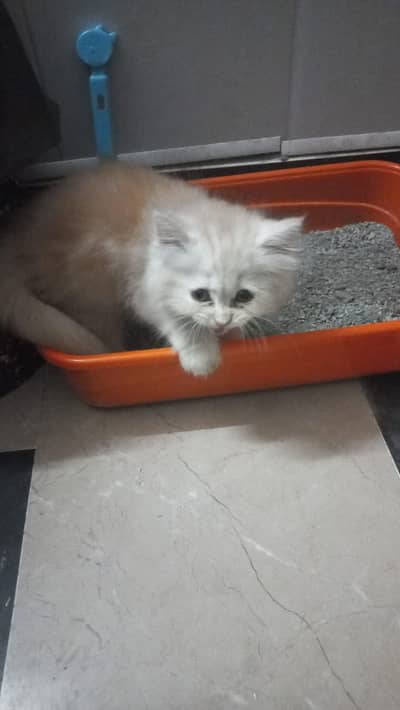 Persian kittens | Double coat | punch face | kittens for sale