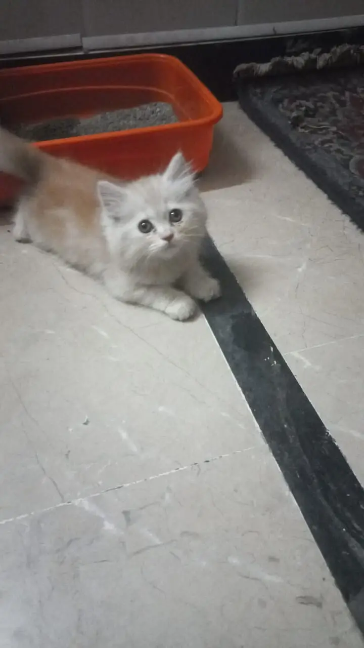Persian kittens | Double coat | punch face | kittens for sale — photo 2