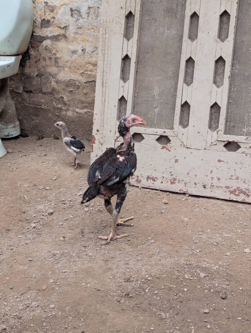 صحت مند اور ایکٹو چوزے برائے فروخت 1