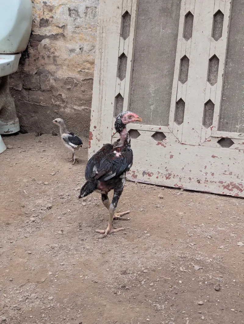 صحت مند اور ایکٹو چوزے برائے فروخت — photo 2