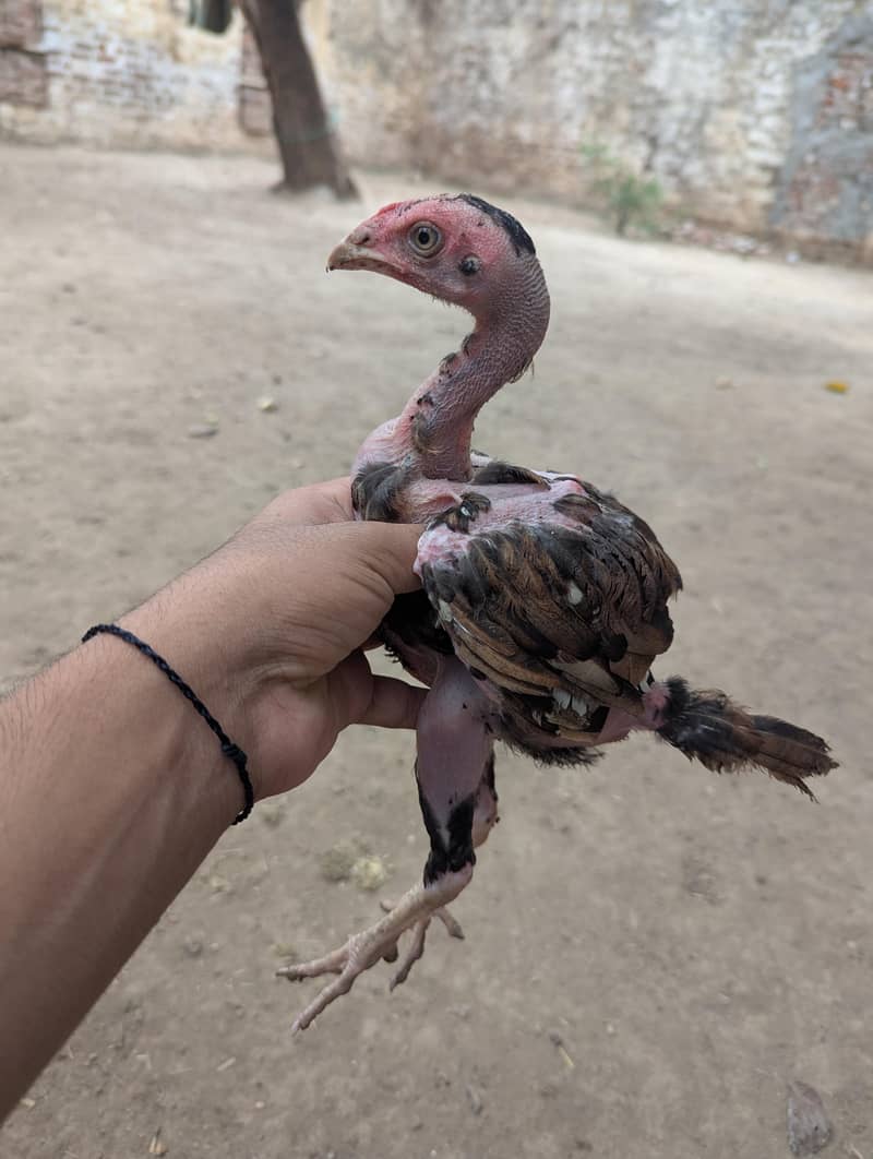 صحت مند اور ایکٹو چوزے برائے فروخت 2