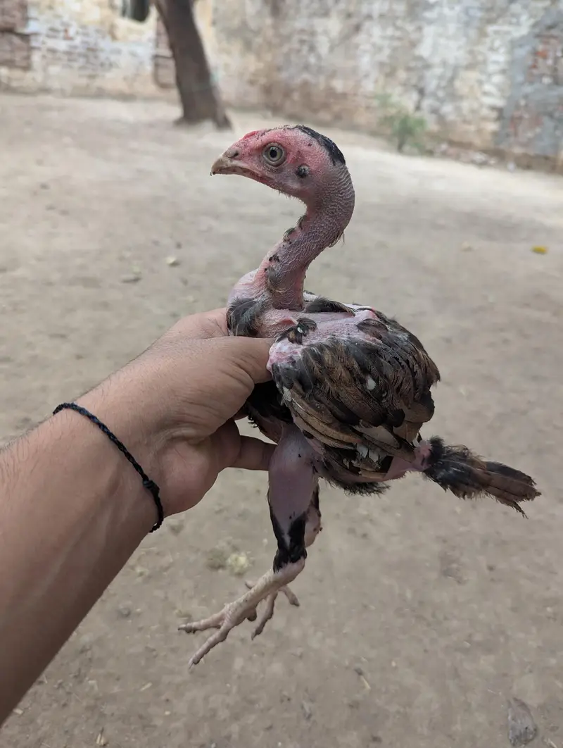 صحت مند اور ایکٹو چوزے برائے فروخت — photo 3
