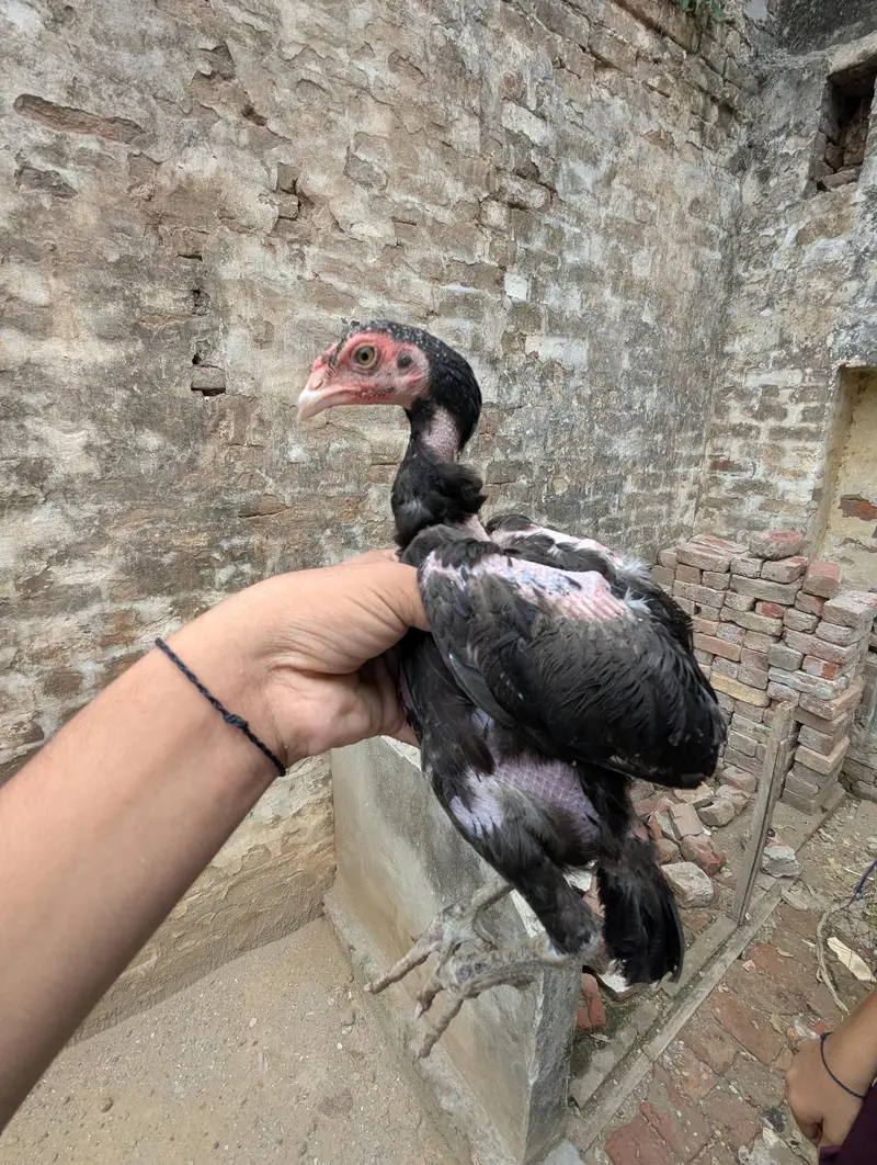 صحت مند اور ایکٹو چوزے برائے فروخت — photo 5