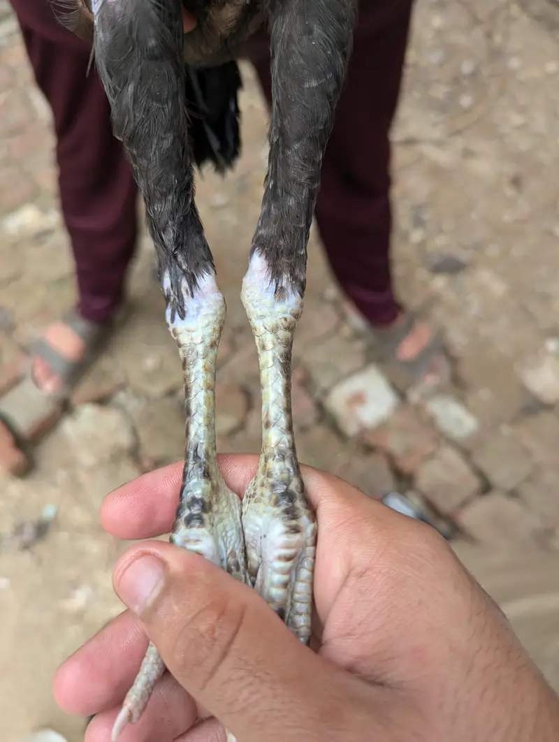 صحت مند اور ایکٹو چوزے برائے فروخت — photo 6