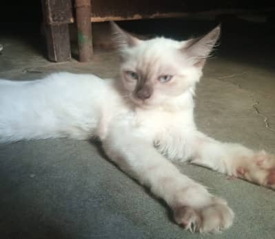 White persian semi | Double coat | female | Friendly | trained