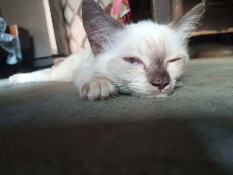 White persian semi | Double coat | female | Friendly | trained — photo 2