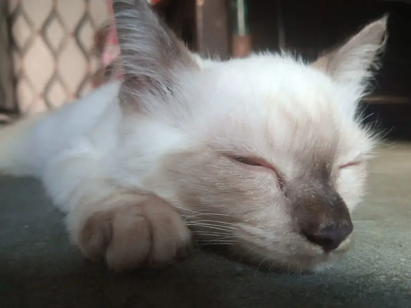 White persian semi | Double coat | female | Friendly | trained — photo 3
