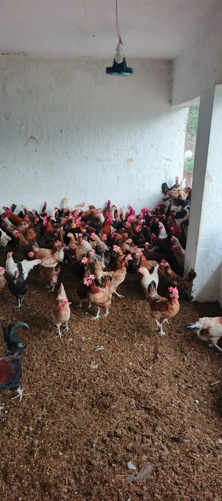 golden misri murgi for sale — photo 2