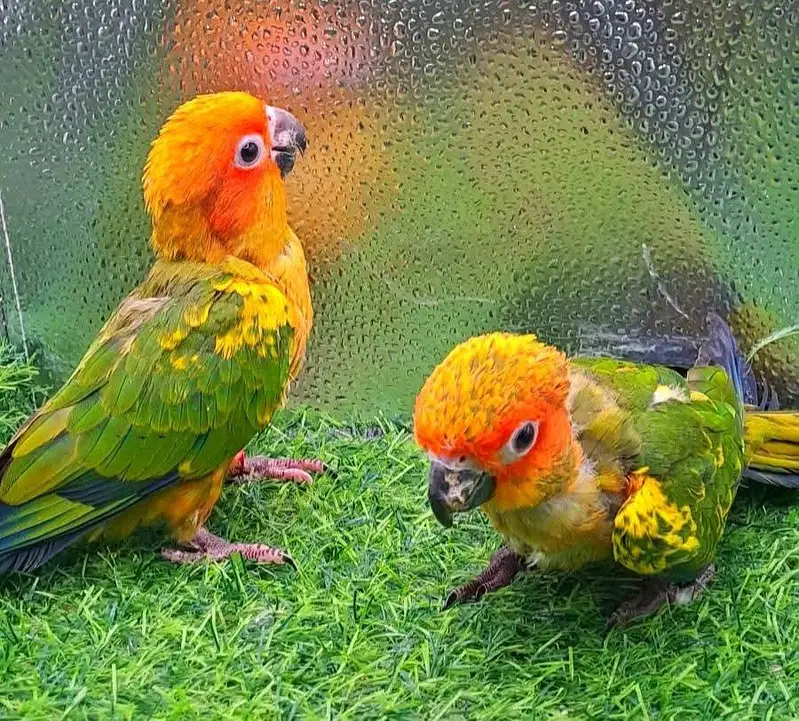 sun conore chicks — photo 2